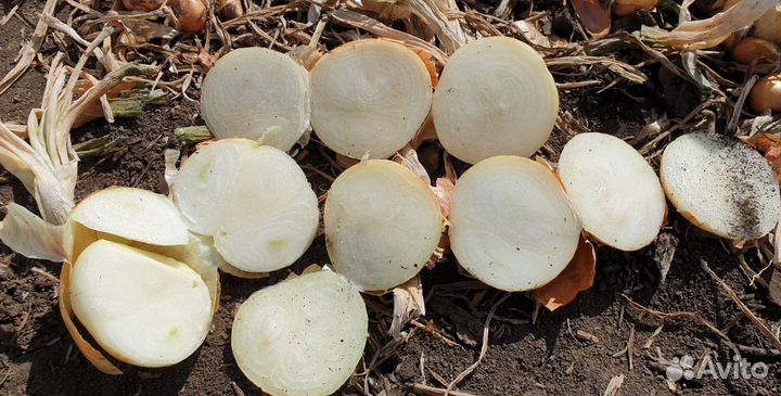 Лук Штутгарт на перо от 3 тонн