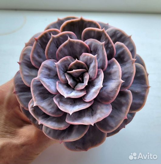 Редкие суккуленты. Эхиверии с наростами