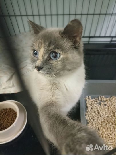 Кошка в добрые руки