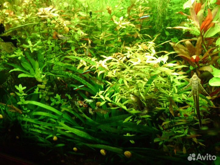 Сайдекс,аквариумные удобрения,корма Coppens