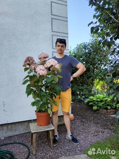 Розовая древовидная гортензия Кендибелл Баблгам