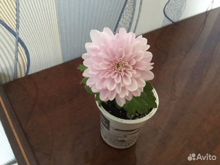 Комнатные хризантемы