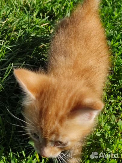 Котята в добрые руки мальчик и девочка