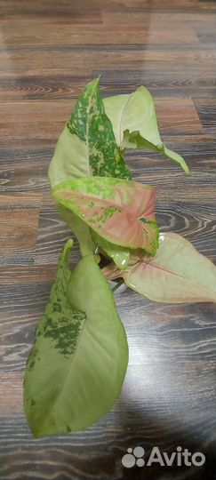 Сингониумы