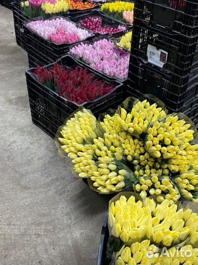 Тюльпаны оптом