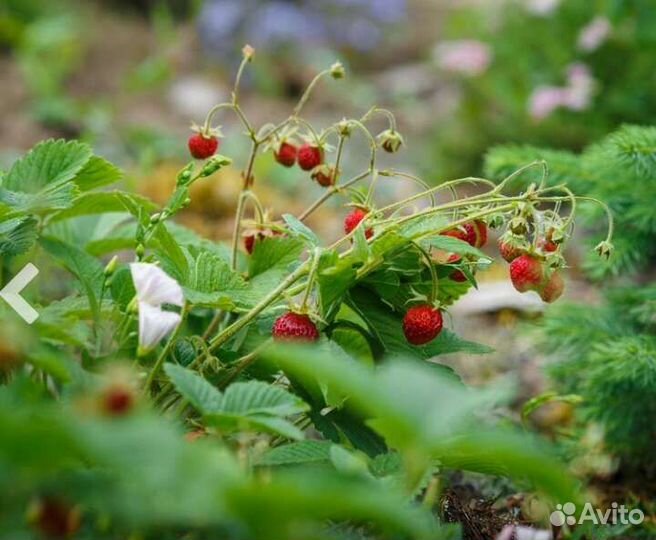 Клубника садовая
