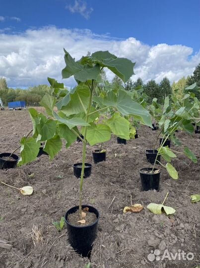 Саженцы павловния