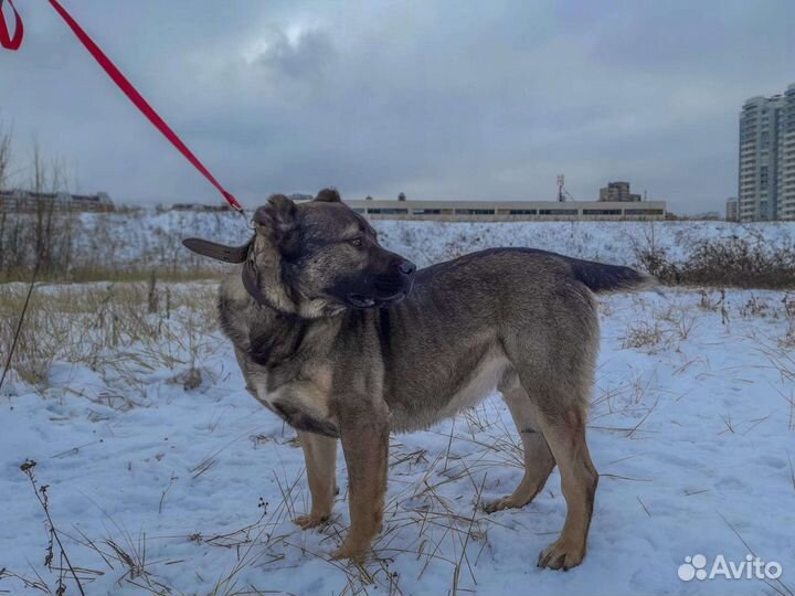 Мощь и красота в добрые руки