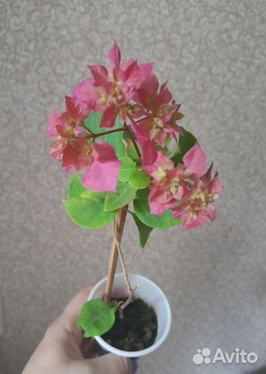 Бугенвиллия