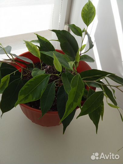 Фикус Бенджамина 