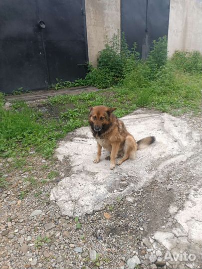 Собаки бесплатно