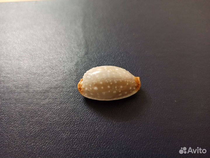 Морская раковина