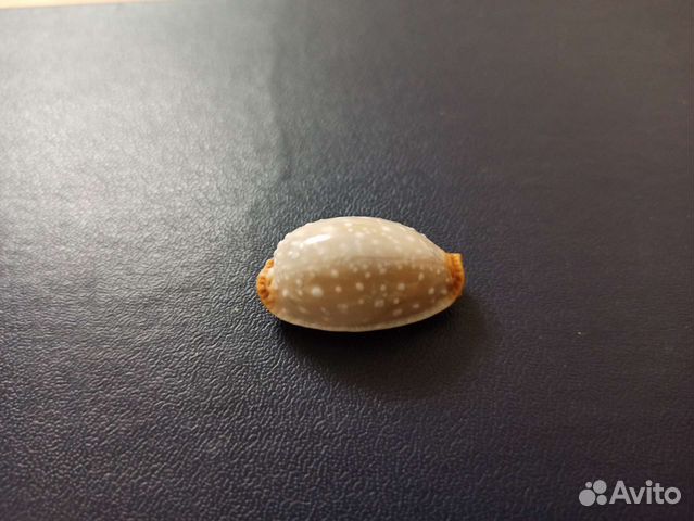 Морская раковина