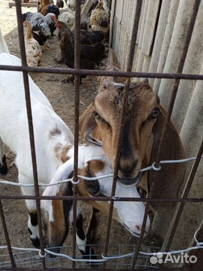Англо нубийские козлята