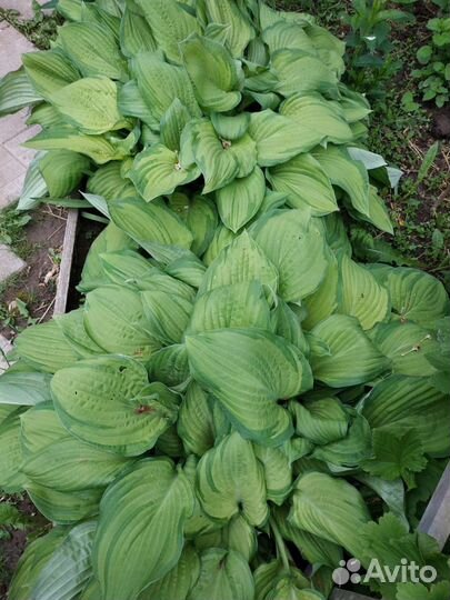 Хоста, ирисы, дельфиниум,купальница