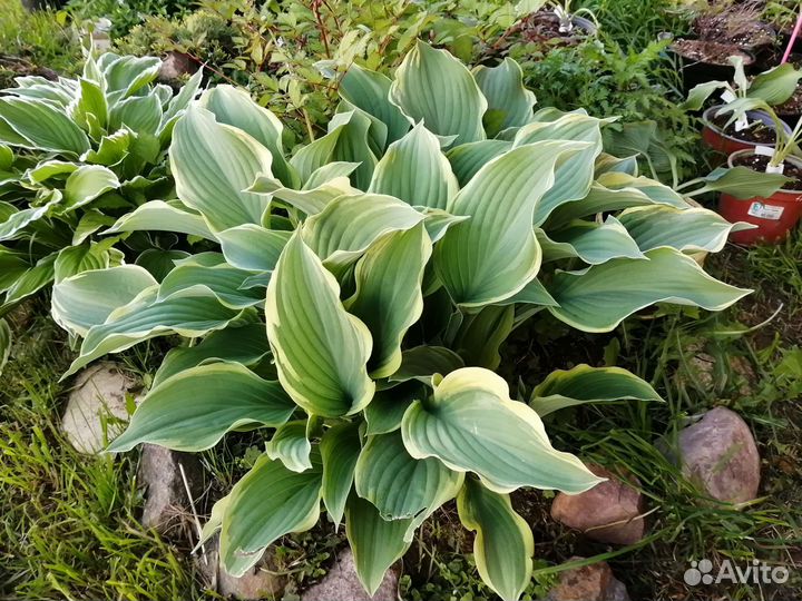 Хоста растение