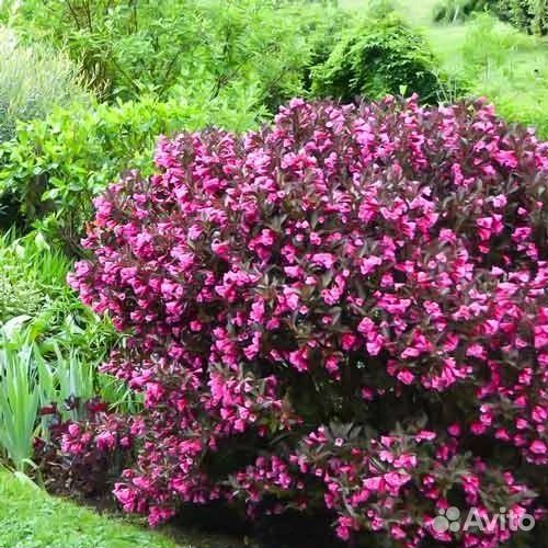 Вейгела Нана Пурпурея