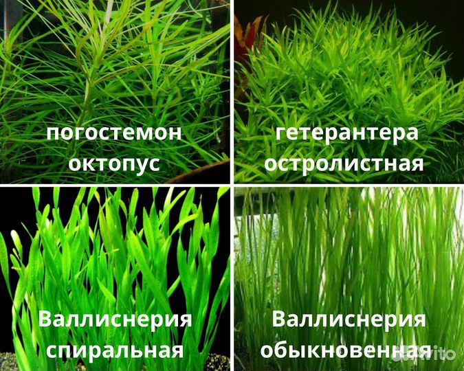Аквариумные растения