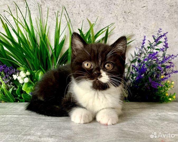 Британская кошечка