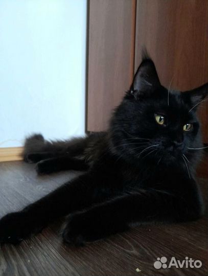 Мейн-кун вязка