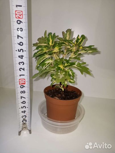 Традесканция Зебрина, Колеус