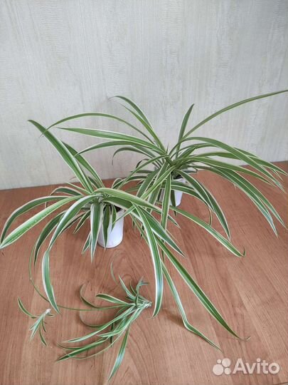 Крассула толстянка 35 см