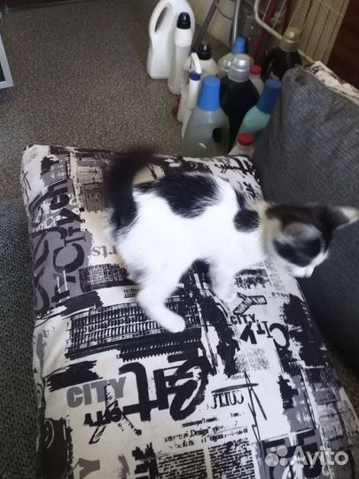 Очаровательный мальчишка в добрые руки