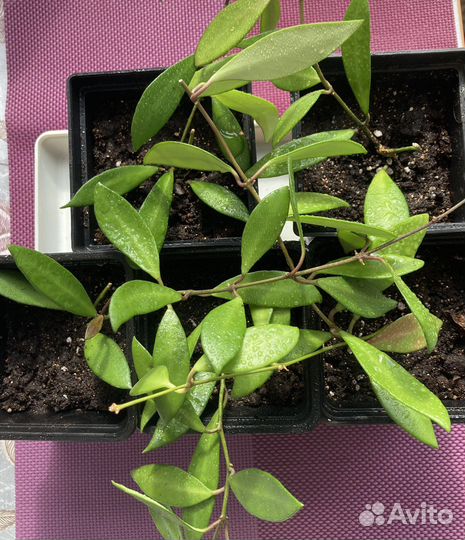 Хойя Вайети