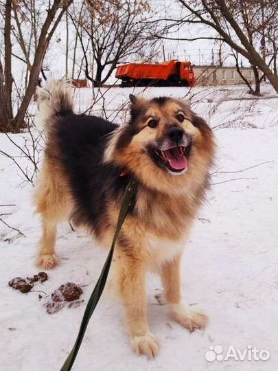 Собака в добрые руки из приюта бесплатно