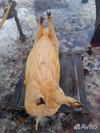 Мясо свинина домашнее