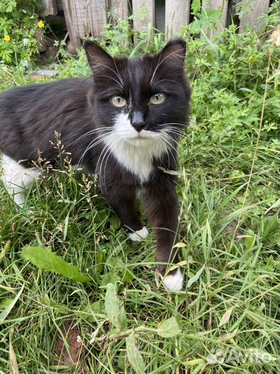 Норвежская лесная