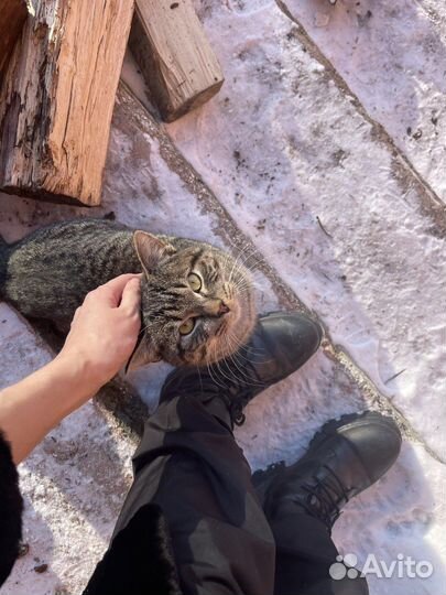 Кошечка молодая 11 мес