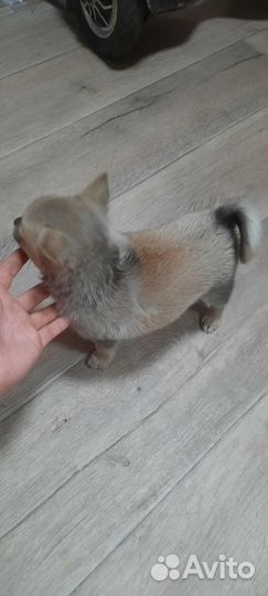 Щенок Метис