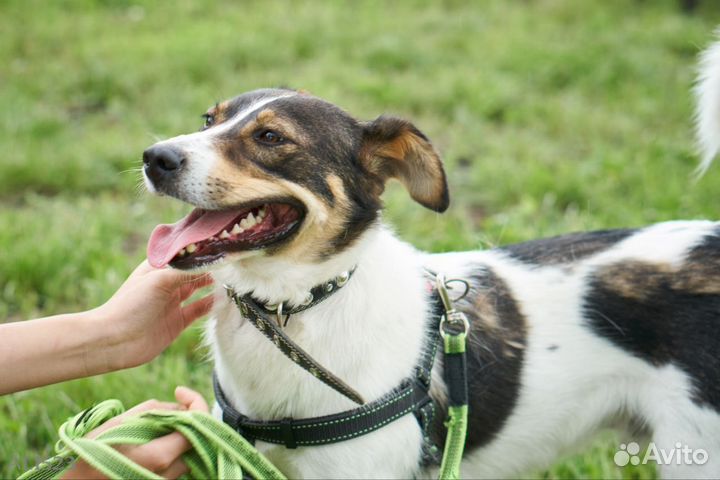 Ласковый и обаятельный Джагер ищет дом