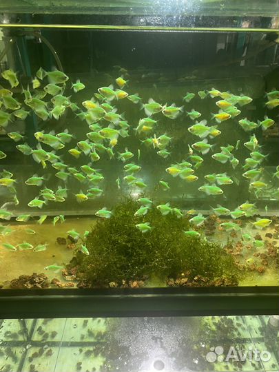 Защита бизнеса