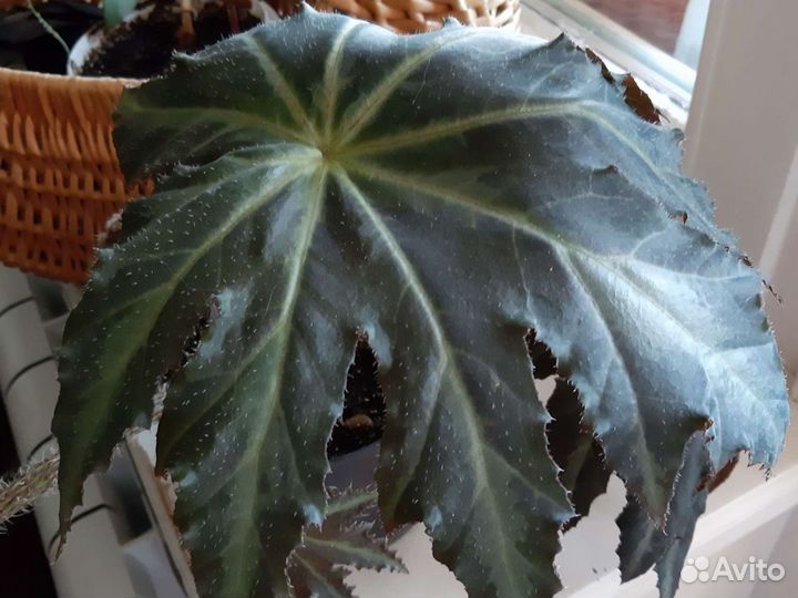 Бегония Паламар Принц