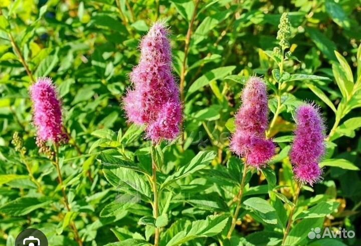 Форзиция, Пузыреплодник, Чубушник, Спиреи