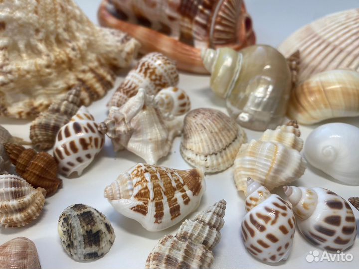 Морские ракушки