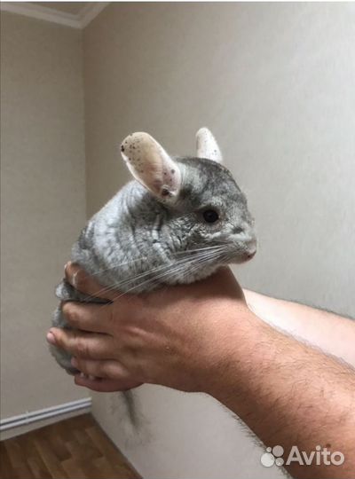 Шиншилла