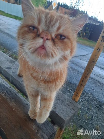 Кошки
