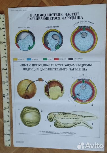 Плакаты (таблицы) учебные (биология) ч.1