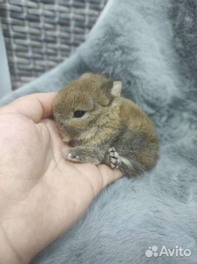 Мини кролик с родословной