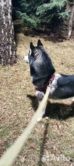Мальчик ищет девочку, для случки. Возраст 2 года
