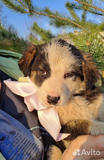 Щенок девочка в добрые руки