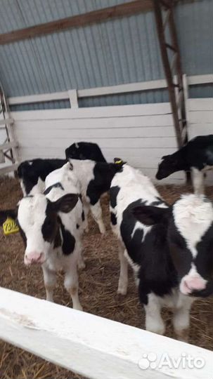 Бычки на откорм