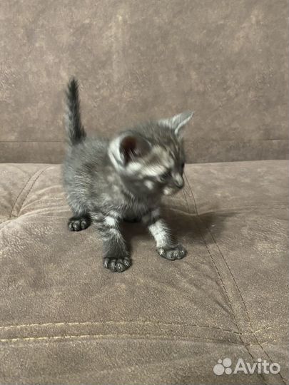 Отдам в добрые руки котят