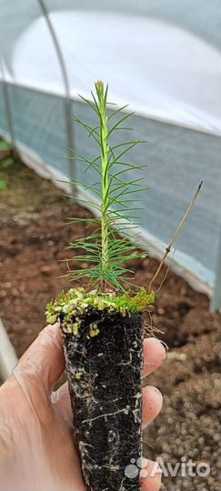 Саженцы сосны зкс оптом