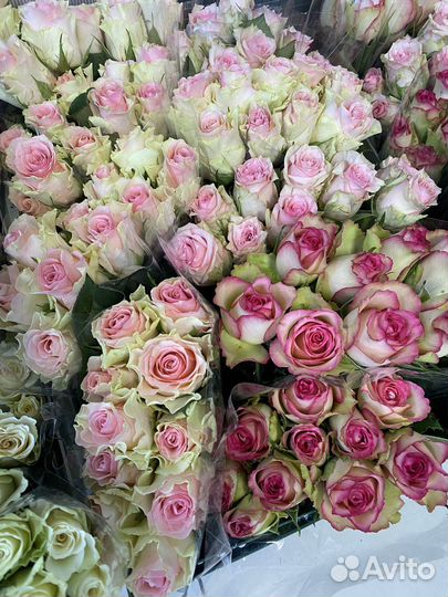 Кенийские розы