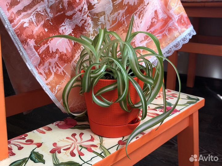 Хлорофитум кудрявый