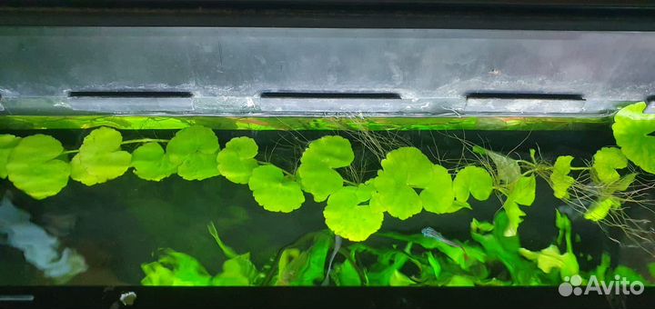 Аквариумные растения
